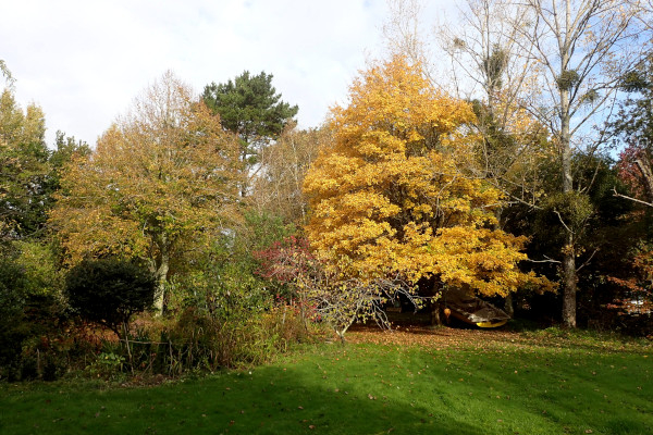 Feuillage d'automne dans le Refuge © Gwenaël Le Corre